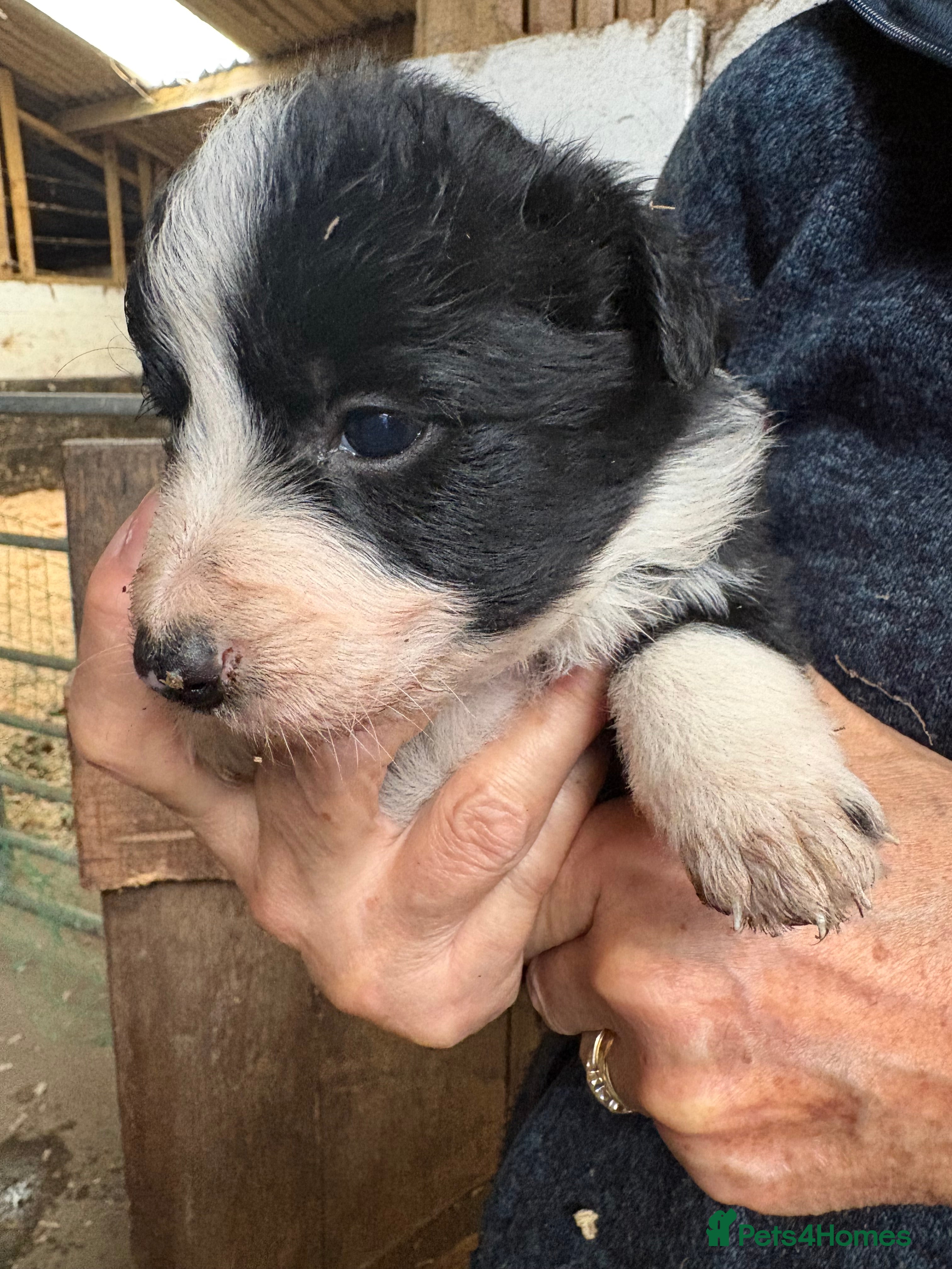 Border Collie dogs Farm Bred Border Collie puppies  - Advert 2