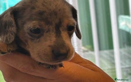 Miniature Dachshund dogs for sale: Six beautiful miniature Dachshunds - Image 15