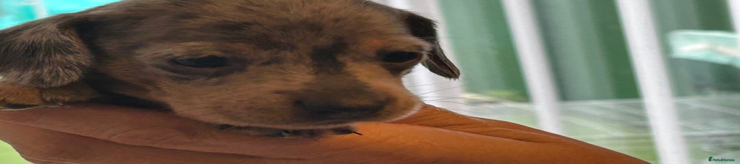 Miniature Dachshund Puppy 1