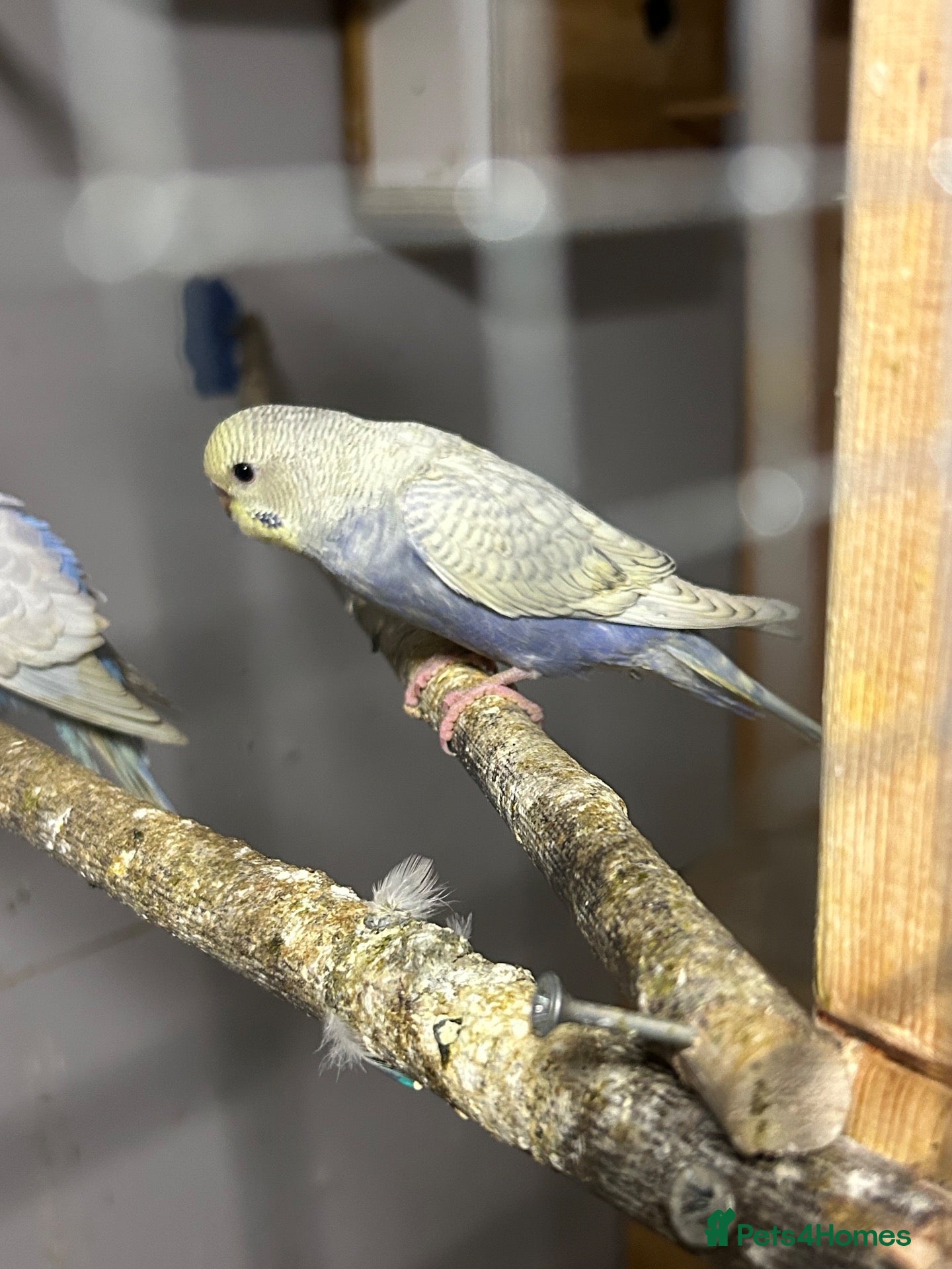 Budgerigars birds Young Budgies’s ready to leave - Advert 2