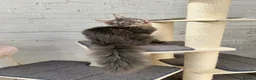 Maine Coon cats for sale: TICA Registered Pedigree Blue Silver Maine Coon - Advert 22