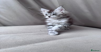 Maine Coon cats - Advert 2