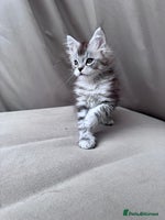 Maine Coon cats - Advert 16