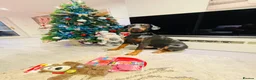 Dobermann dogs for sale: KC registered exclusive Dobermann puppies  in Wickford - Advert 22