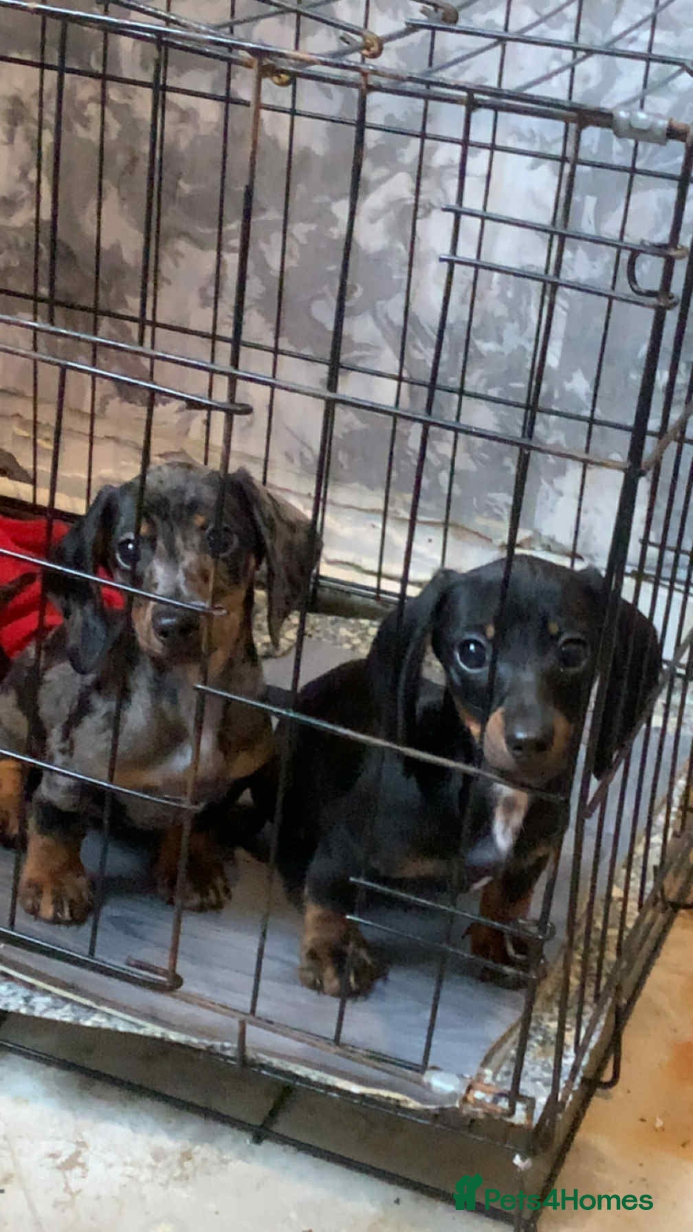 Miniature Dachshund dogs Miniature dachshund  - Advert 1