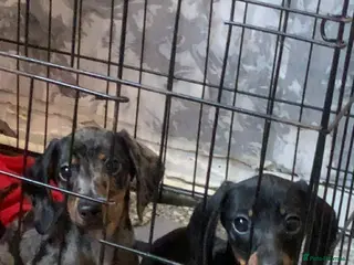 Miniature Dachshund dogs Miniature dachshund - Advert 5