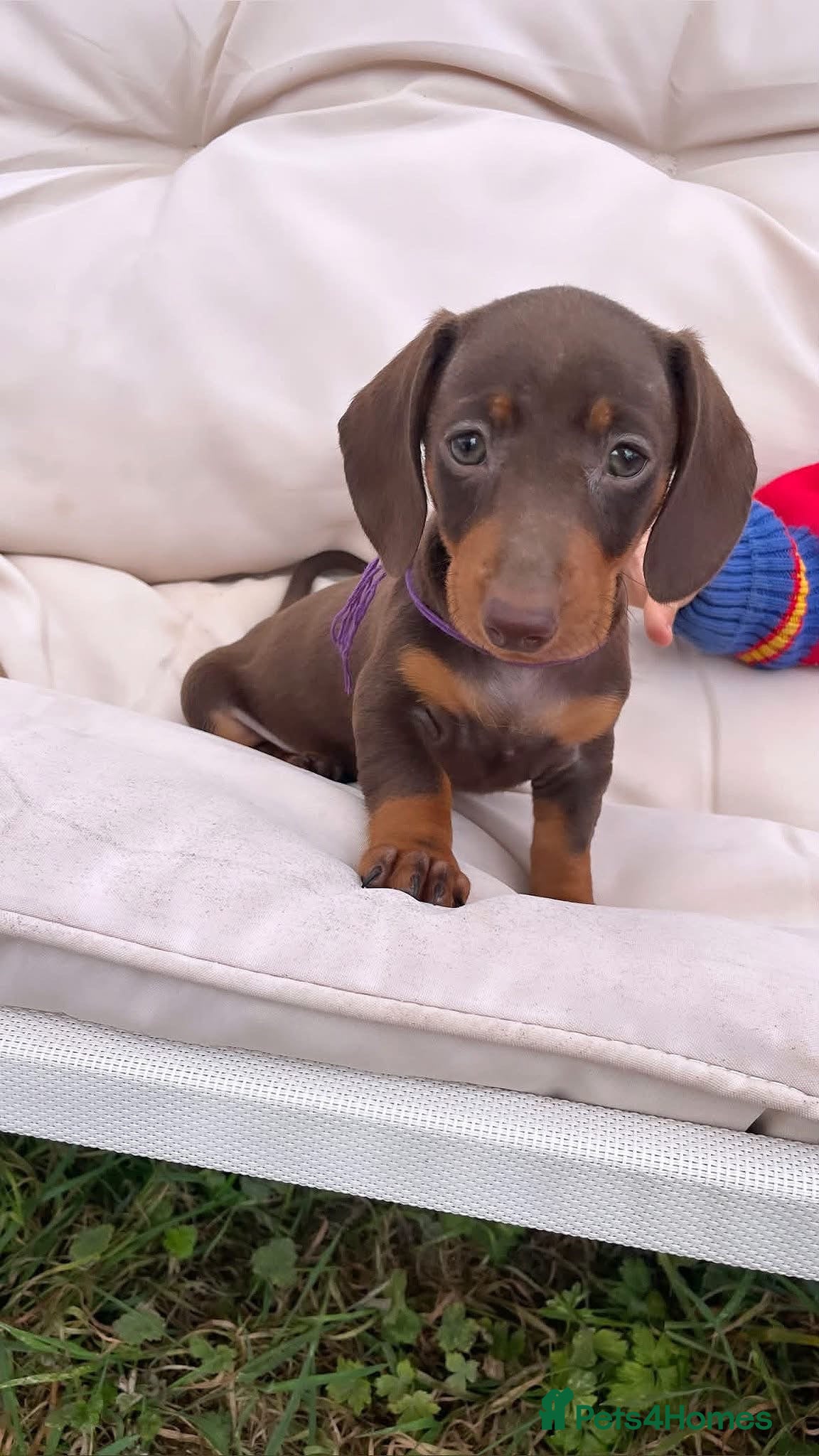 Miniature Dachshund dogs Miniature Dachshund Pups ready to leave 🐶  - Advert 1