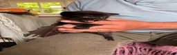 Mixed Breed cats for sale: Gorgeous kittens - Advert 4