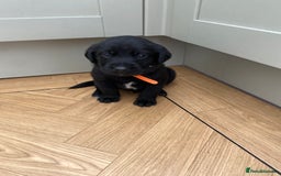 Mixed Breed dogs for sale: Beautiful pointer lab puppies!  - Image 24