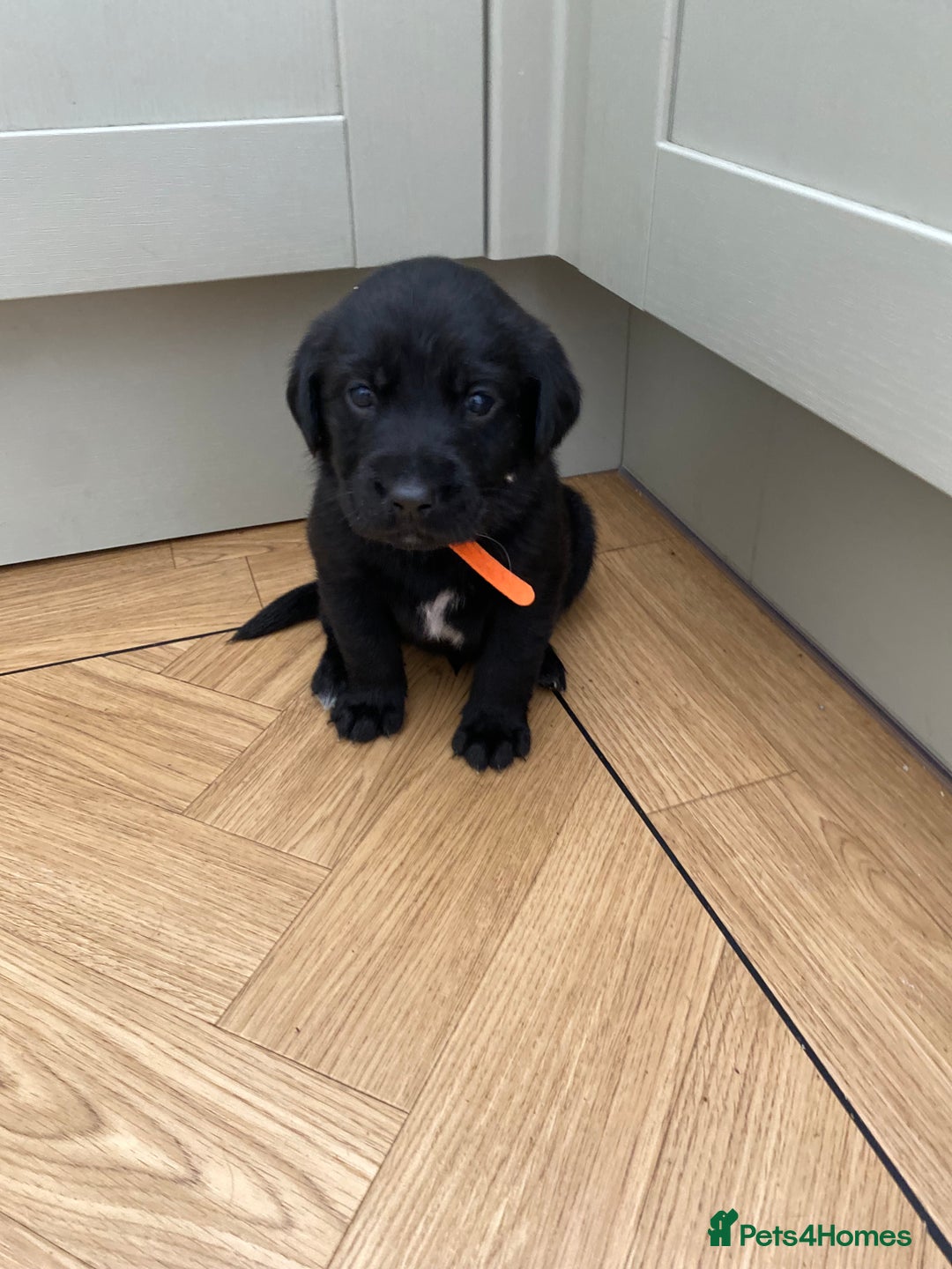 Mixed Breed dogs for sale: Beautiful pointer lab puppies!  - Image 24