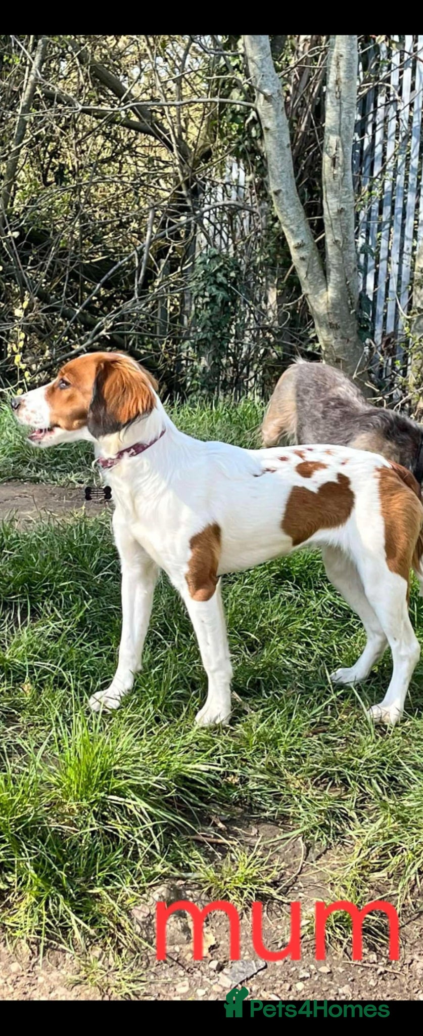 Mixed Breed dogs Springer/jack Russel x Patterdale  - Advert 2