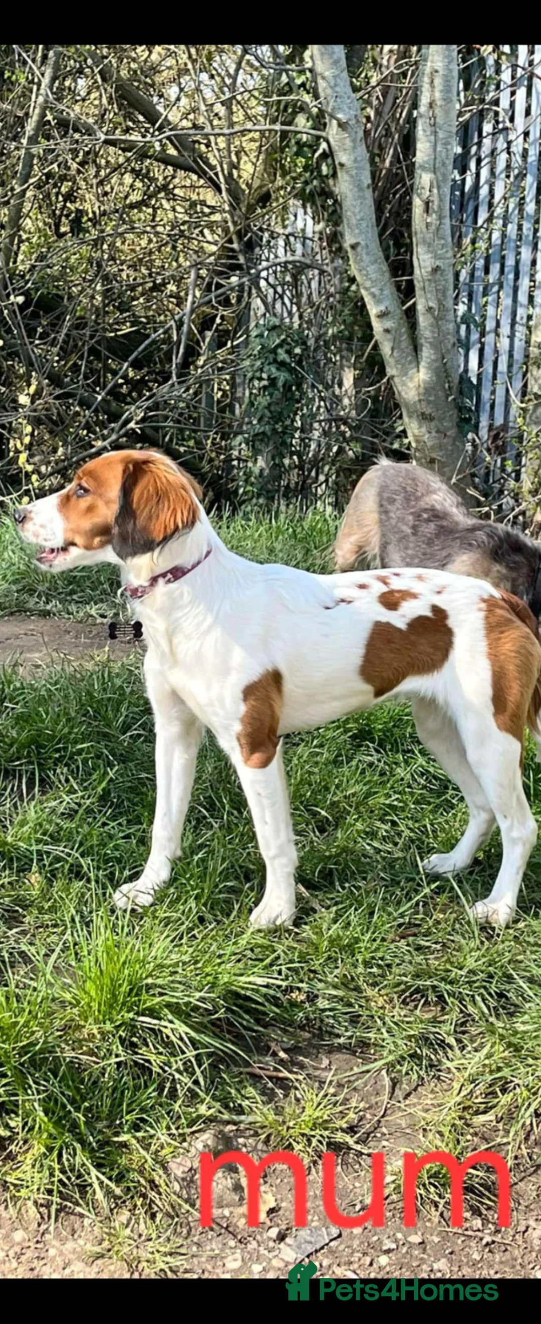 Mixed Breed dogs for sale: Springer/jack Russel x Patterdale  in Ilkeston - Advert 1