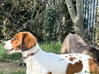 Mixed Breed dogs Springer/jack Russel x Patterdale - Advert 2