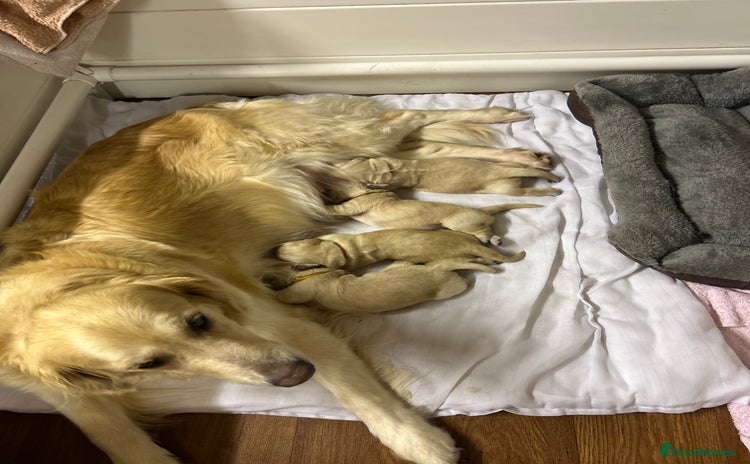 Golden Retriever dogs - Advert 2
