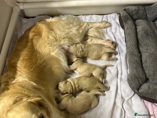 Golden Retriever dogs - Advert 9