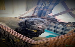 Cockapoo dogs for sale: 4 males and 1 female, chocolate coated cockerpoos  - Image 5