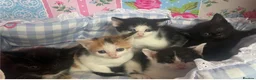 Mixed Breed cats for sale: Five beautiful kittens for sale - Advert 1