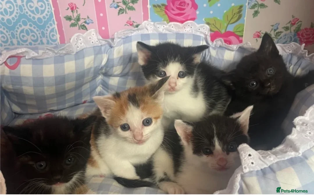 Mixed Breed cats for sale: Five beautiful kittens for sale - Advert 1