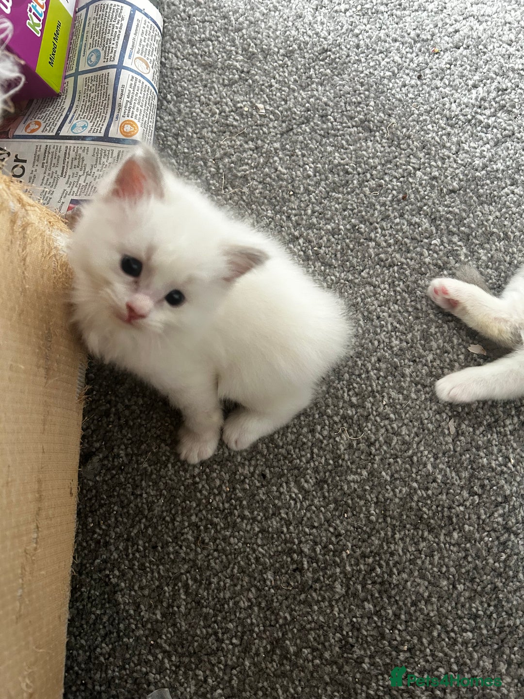 Ragdoll cats for sale: 🌟RAGDOLL KITTENS 🌟 - Image 7