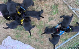 Labrador Retriever dogs for sale: Beautiful Labrador pups  - Image 14