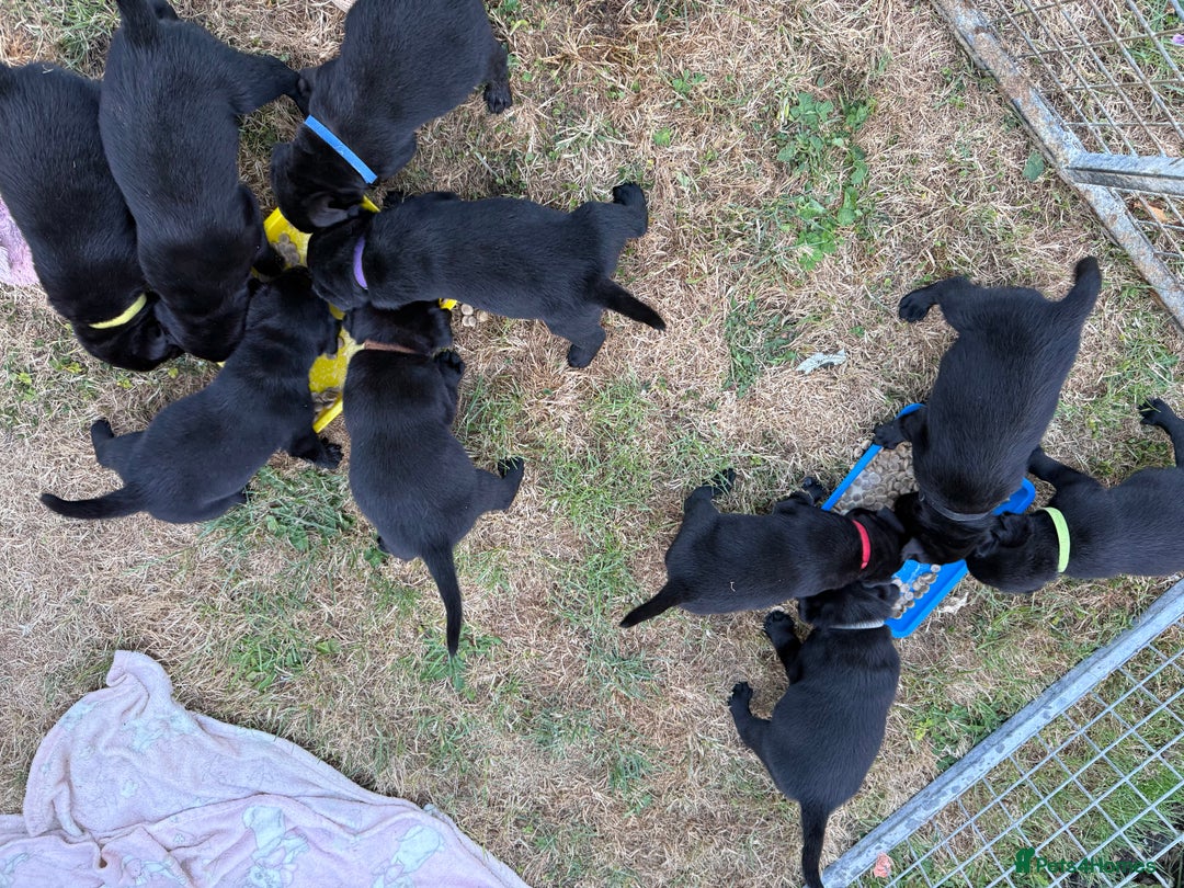 Labrador Retriever dogs for sale: Beautiful Labrador pups  - Image 14