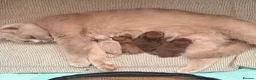 British Shorthair cats for sale: 🐾 GCCF Registered British Shorthair Kittens 🐾 - Advert 19
