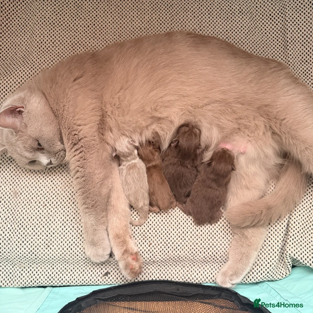 British Shorthair cats for sale: 🐾 GCCF Registered British Shorthair Kittens 🐾 - Advert 19