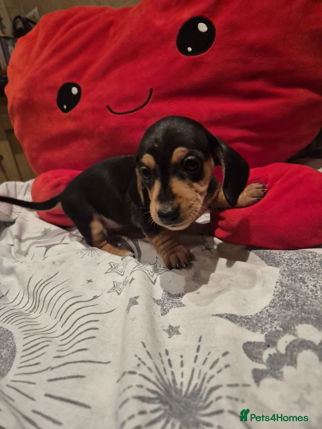 Miniature Dachshund dogs for sale: Perfect Mini Dachshund Girl 8 weeks old - Advert 12