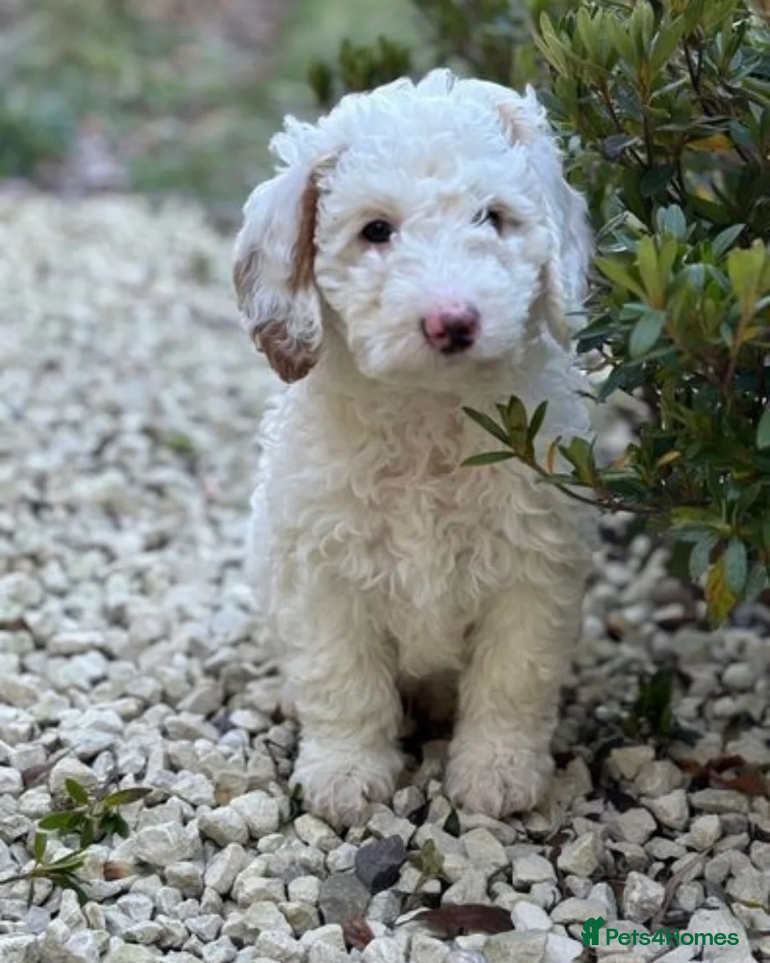 Goldendoodle dogs for stud: Australian Double Doodle Stud PROVEN  in Bolton - Advert 15