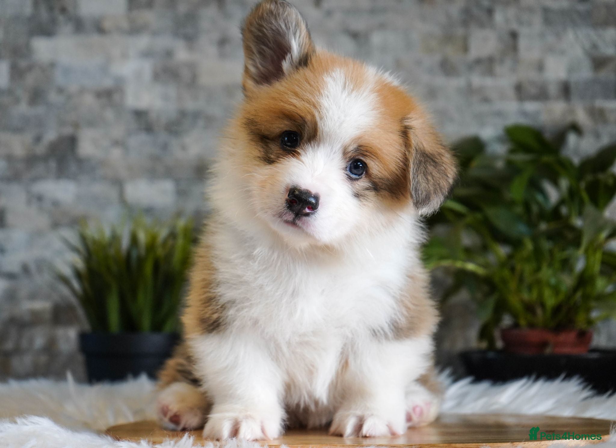 Welsh Corgi Pembroke dogs KC registered Welsh Corgi Pembroke - Advert 5