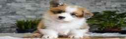 Welsh Corgi Pembroke dogs for sale: KC registered Welsh Corgi Pembroke - Advert 1