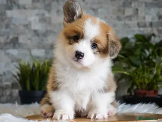Welsh Corgi Pembroke dogs KC registered Welsh Corgi Pembroke - Advert 5