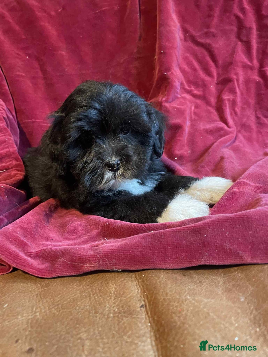 Lhasapoo dogs for sale: Lhasapoo puppies - Advert 8