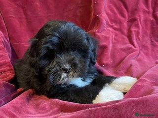 Lhasapoo dogs Lhasapoo puppies - Advert 2