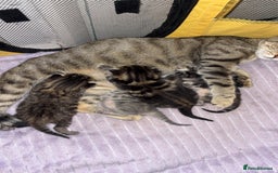 Bengal cats for sale: 4 gorgeous mixed bengal kittens  - Image 2