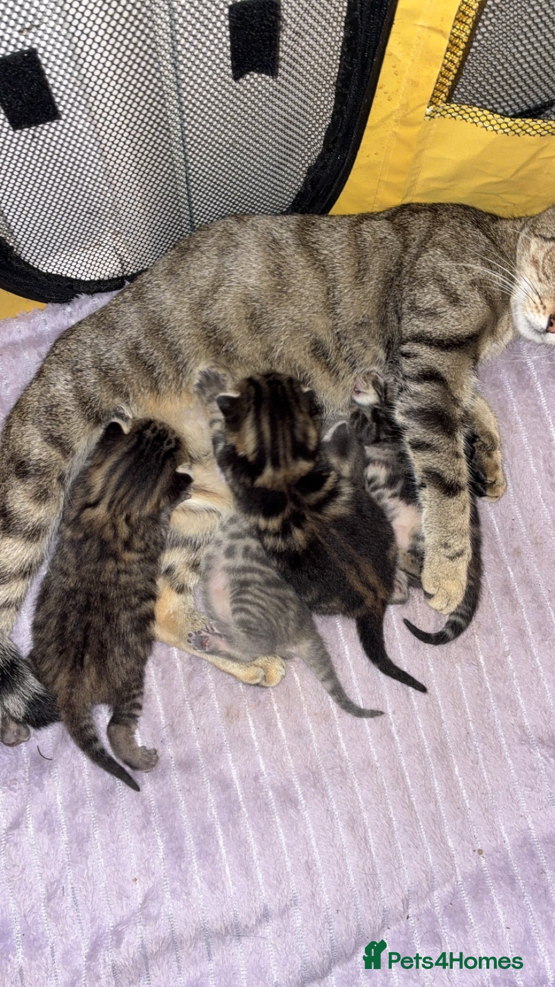 Bengal cats for sale: 4 gorgeous mixed bengal kittens  - Image 2