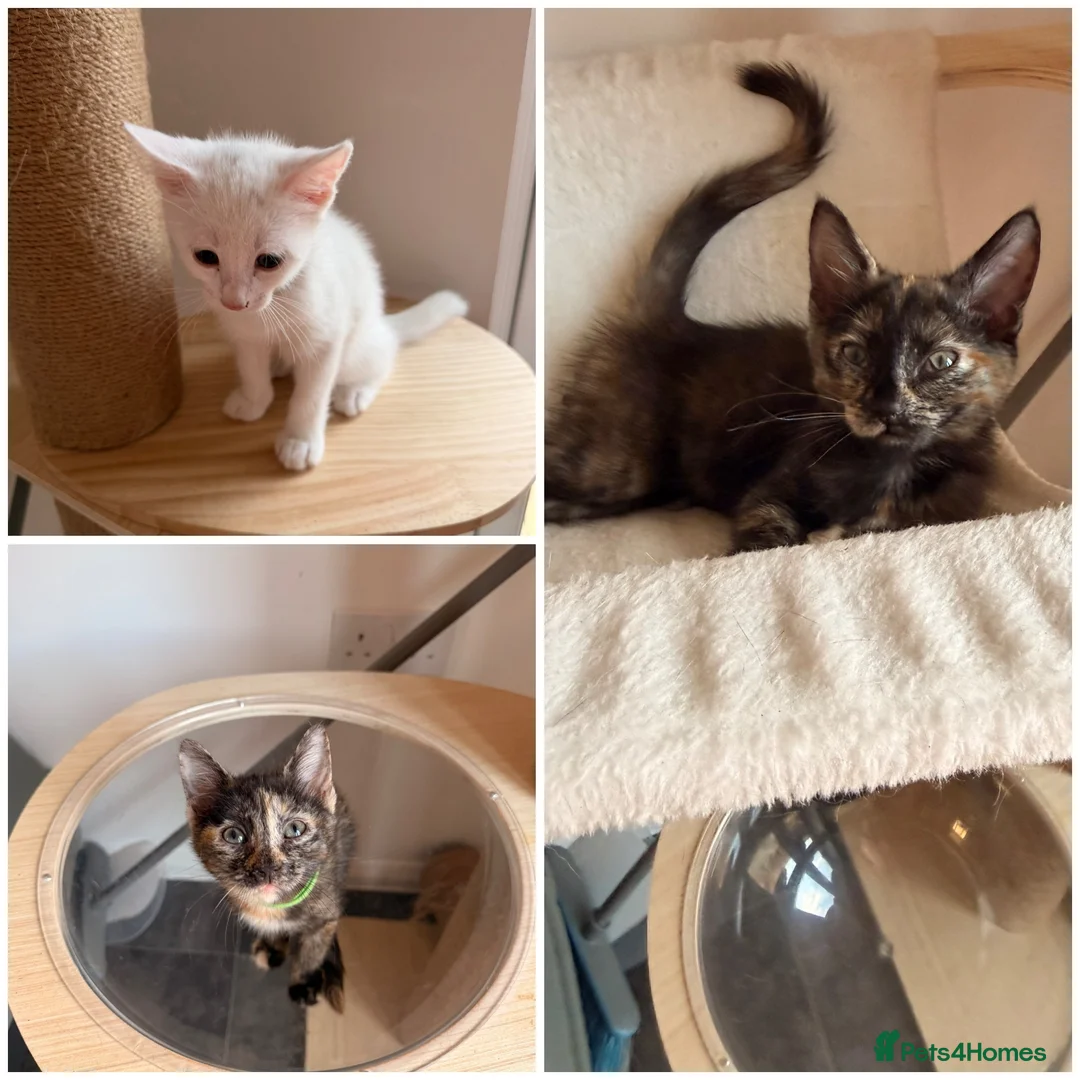 Turkish Angora cats for sale: Ready to leave 2 girls left £180 each - Advert 2