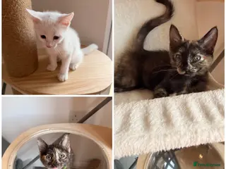 Turkish Angora cats Ready now 3 left one boy two girls £200 each - Advert 2