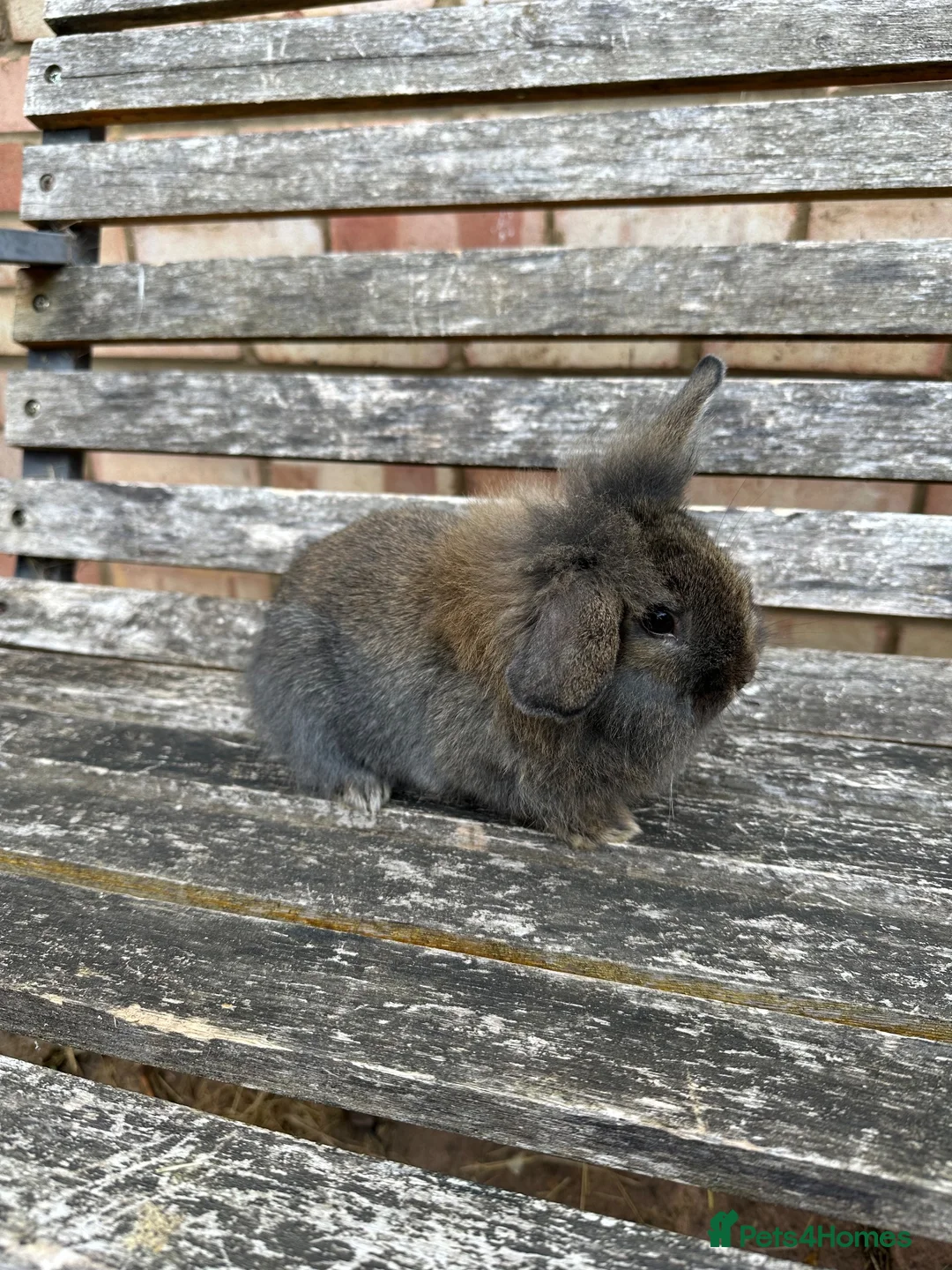 Mixed Breed rabbits for sale: Baby Bunnies! - Advert 5