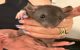 Rat rodents for sale: Beautiful Dumbo baby rats  - Image 16