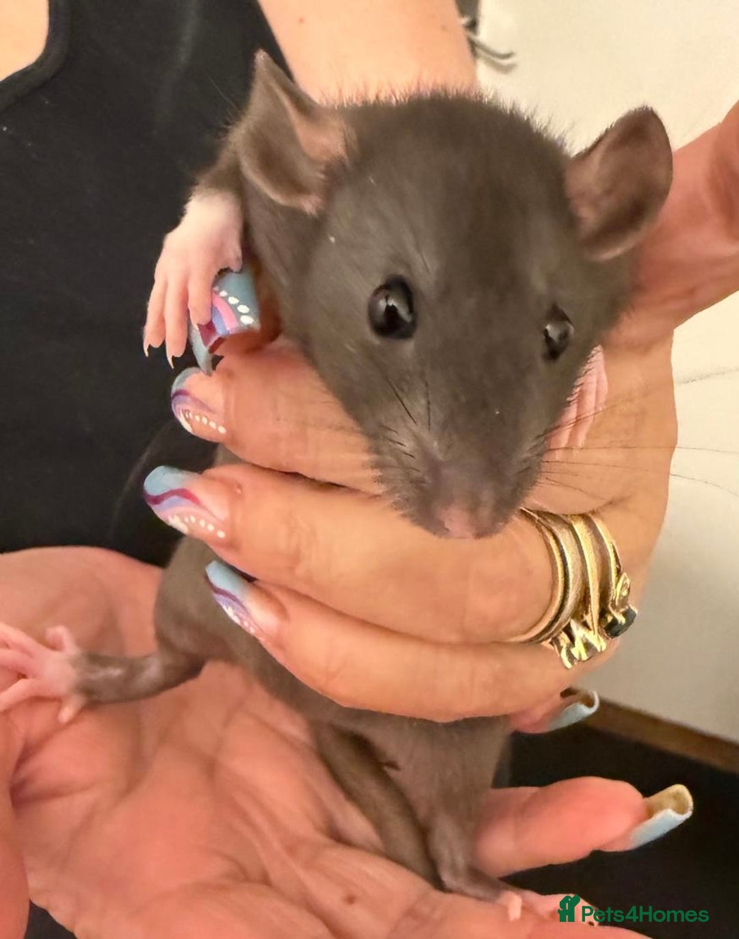 Rat rodents for sale: Beautiful Dumbo baby rats  - Image 16