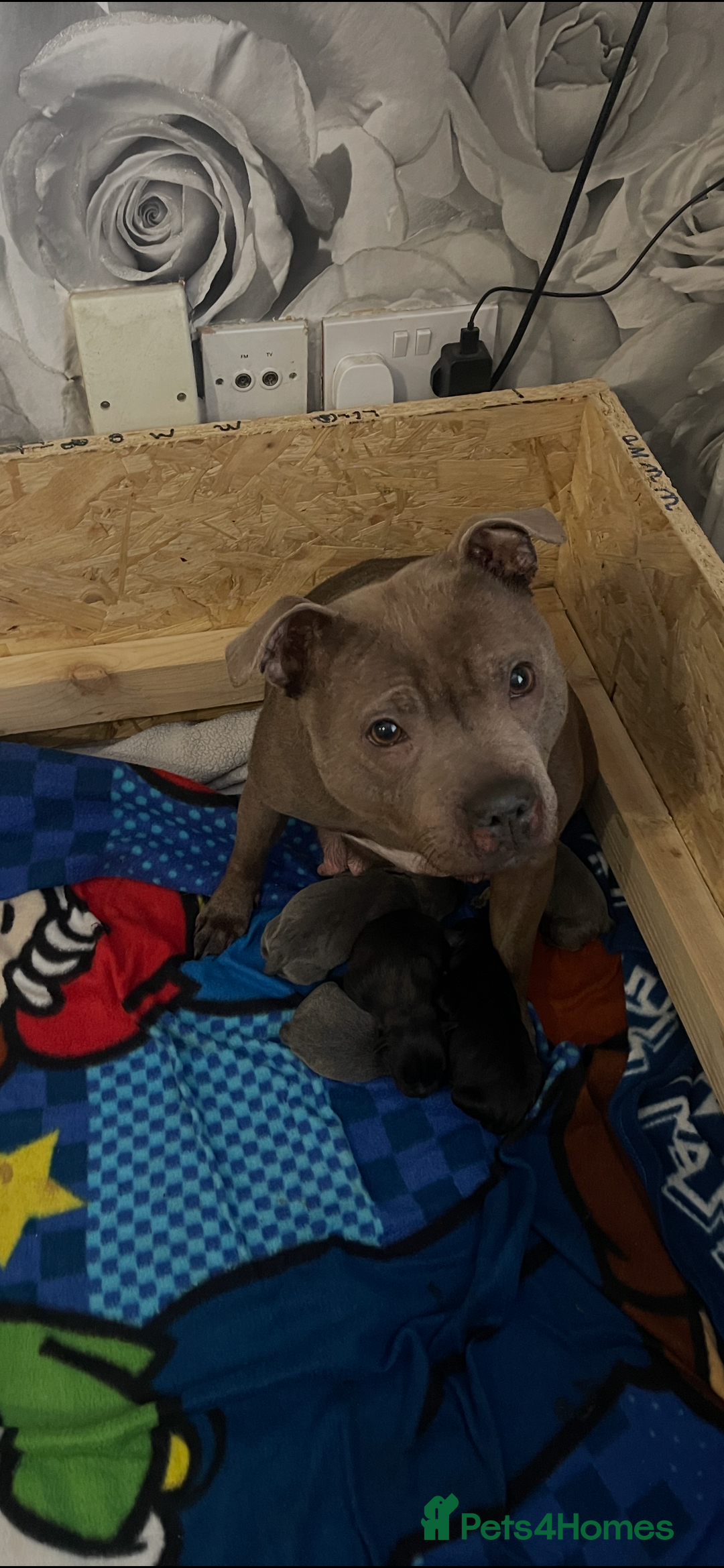 Staffordshire Bull Terrier dogs for sale: Beautiful stuffy pups  - Advert 1