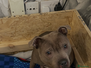 Staffordshire Bull Terrier dogs Beautiful stuffy pups - Advert 5