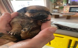 Mixed Breed dogs for sale: REDUCED only 2 left Tiny chiweenie puppy’s  - Image 27