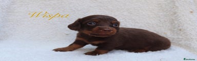 Miniature Dachshund Puppy 6