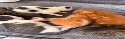 Mixed Breed cats for sale: Maine coon cross kittens  - Advert 10