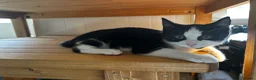 British Shorthair cats for sale: Beautiful male kitten  (£30) - Advert 3
