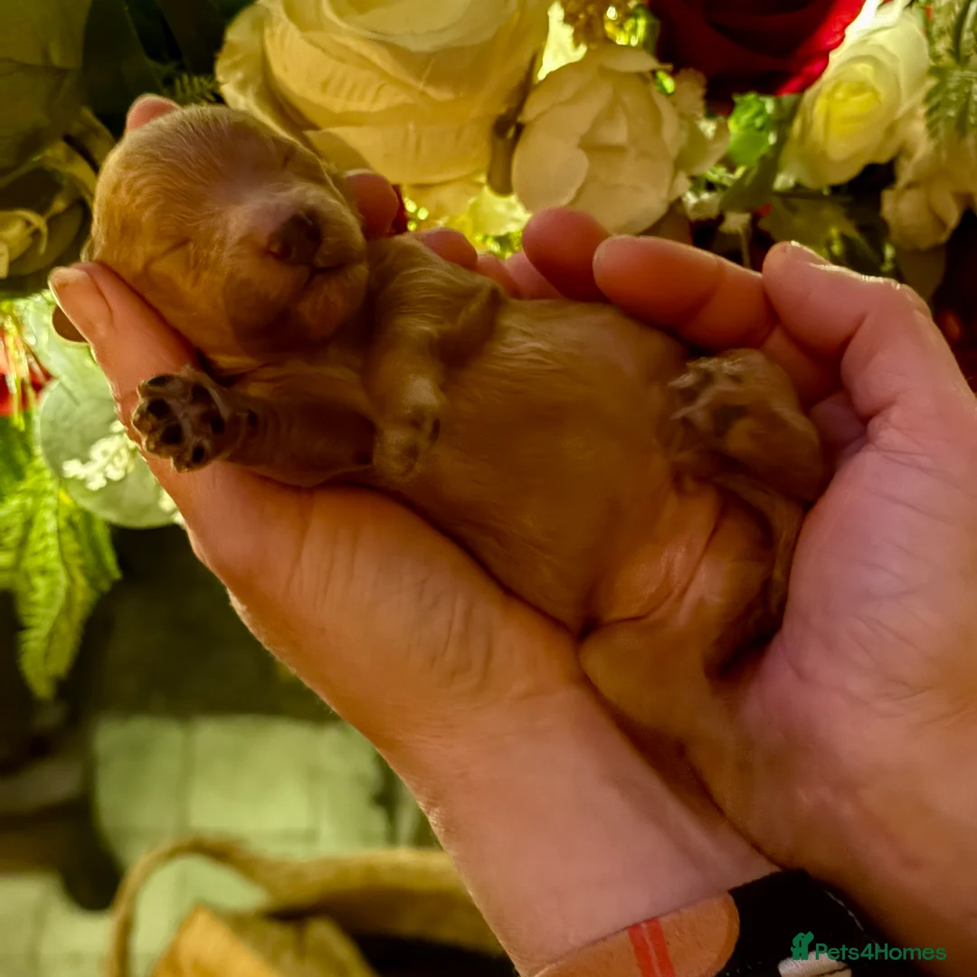 Miniature Poodle dogs for sale: Gorgeous KC Registered Miniature Poodles - Advert 7