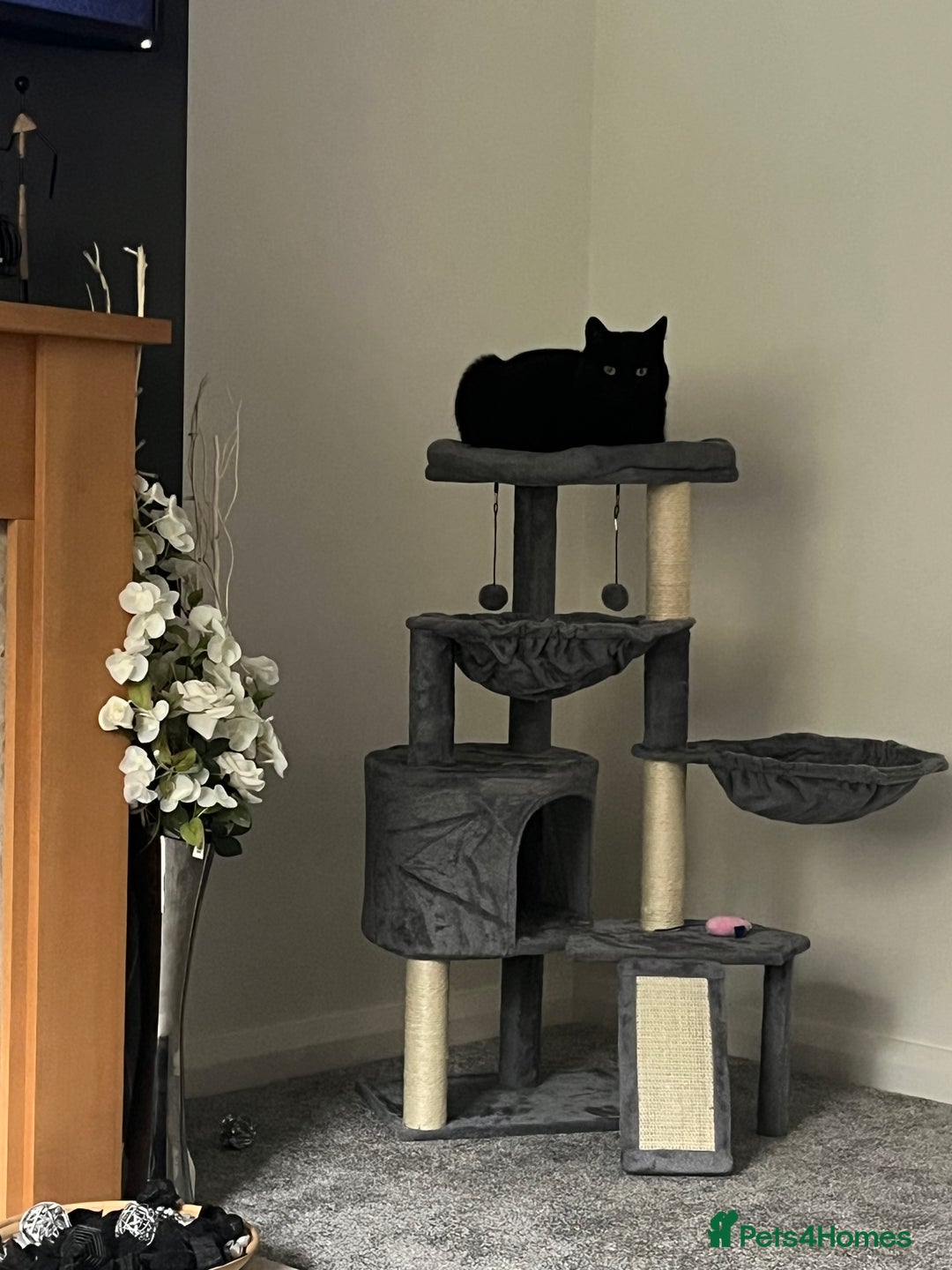 Mixed Breed cats for sale: Beautiful black kitty for sale - Image 5