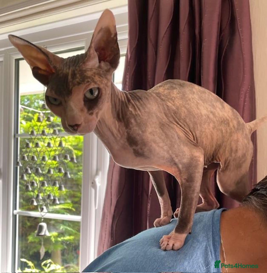 Sphynx cats for sale: Sphynx Adult Spayed Female - Image 7
